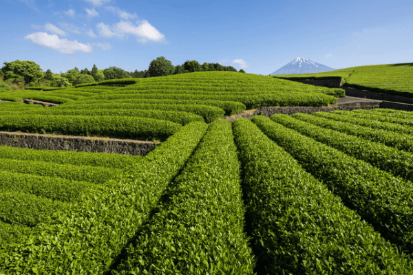 kép_2025-02-04_220341427